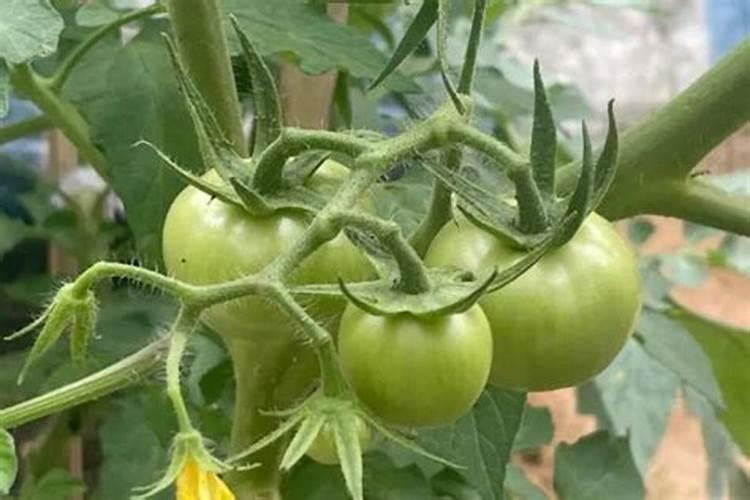 蔬菜作物氮素过多有哪些症状？怎样防治？