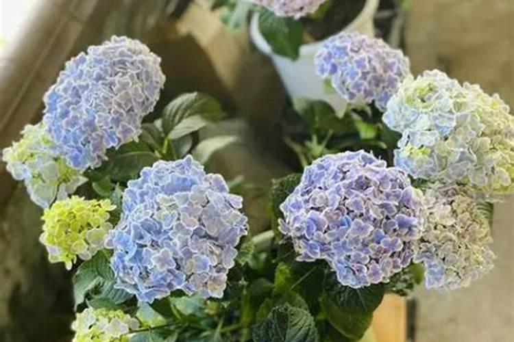 盆栽绣球花的养殖方法