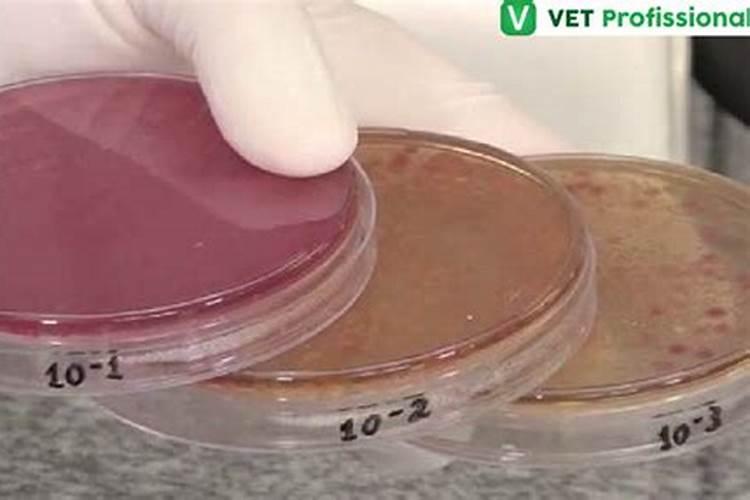 文竹黄叶怎么补救最佳方法