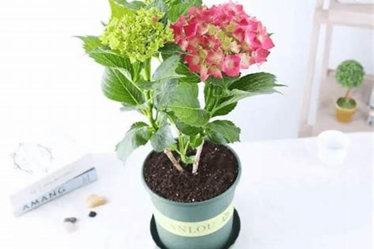 绣球花催花的正确方法