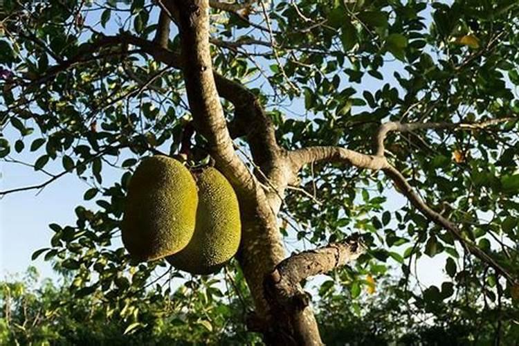 磷肥的施用方法及注意事项