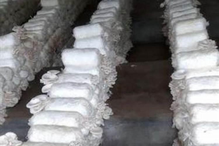 鱼白毛病最简单治疗