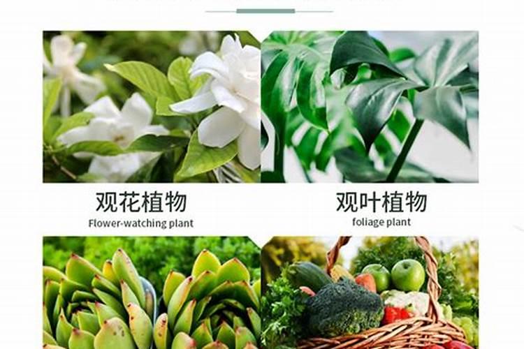 多肉植物能喷磷钾肥吗