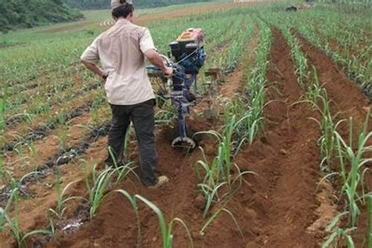 甘蔗最佳增甜方法