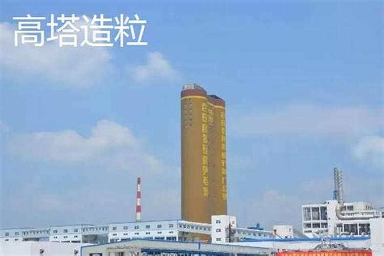 白皮松叶子发干是什么原因