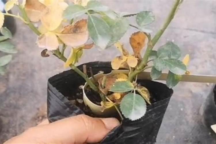 月季小苗施肥时间和方法