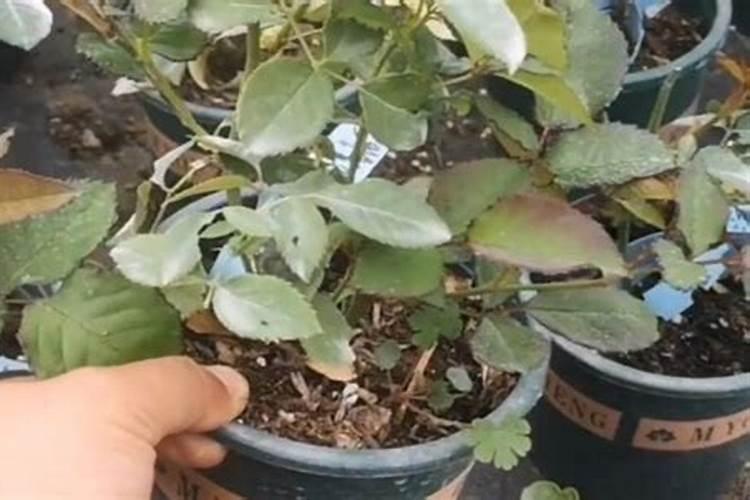 月季花小苗怎么施肥