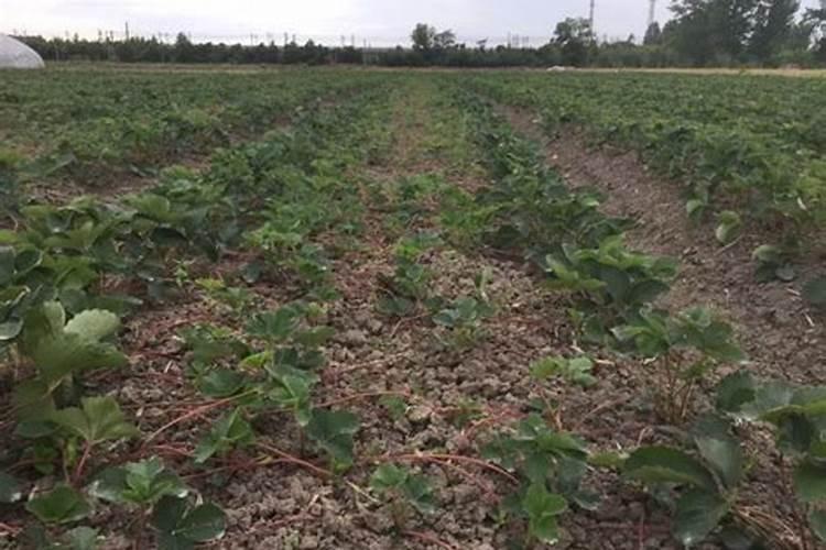 辣椒苗床氮肥多怎么办