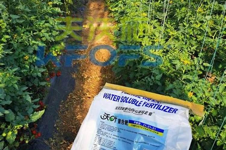 水溶肥好还是复合肥好