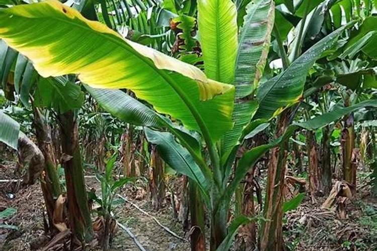 在香蕉各个生长阶段,用药施肥应注意什么？