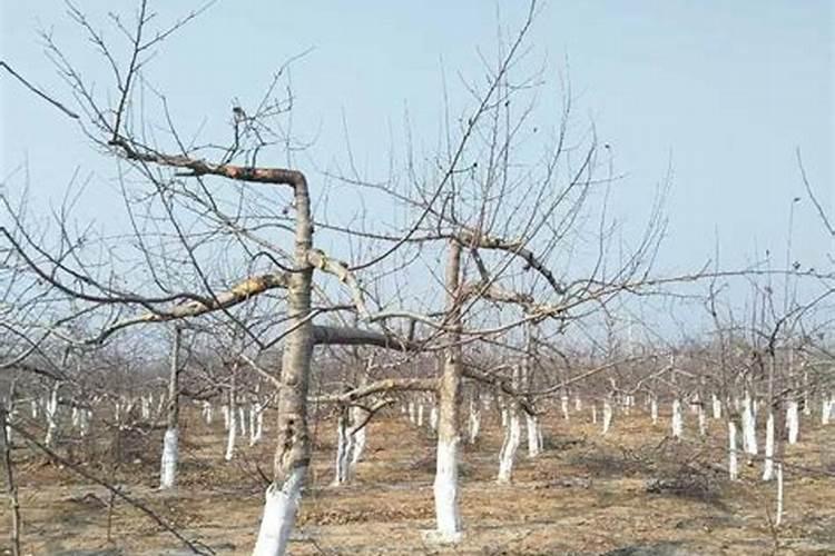 哪种叶面肥好用？