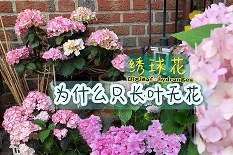 绣球花花期如何养护管理？