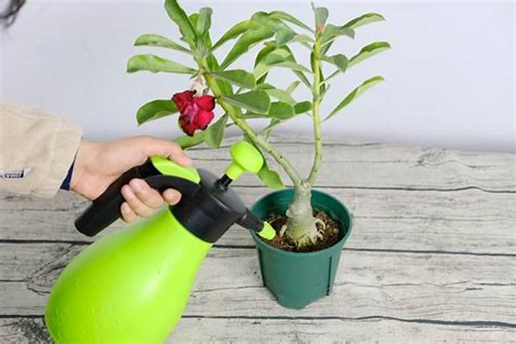 沙漠玫瑰怎么浇水和施肥