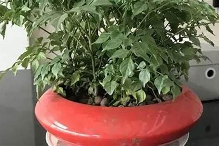 幸福树施什么肥