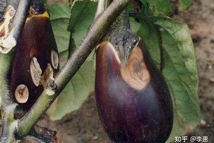 茄子僵果着色不良什么原因