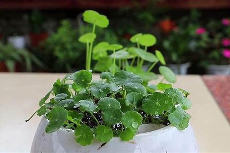 铜钱草正常生长需要施肥吗？