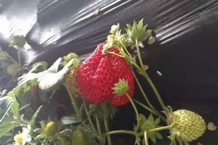 怎么给草莓苗补钙
