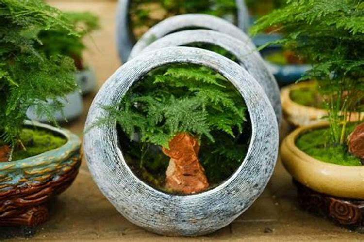 文竹用什么肥料