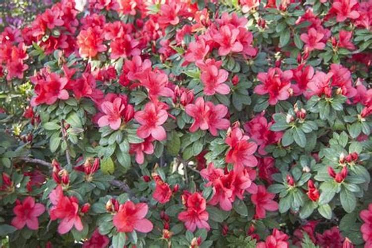 杜鹃冬季可以施肥吗,施肥过浓时掉叶还是什么情况