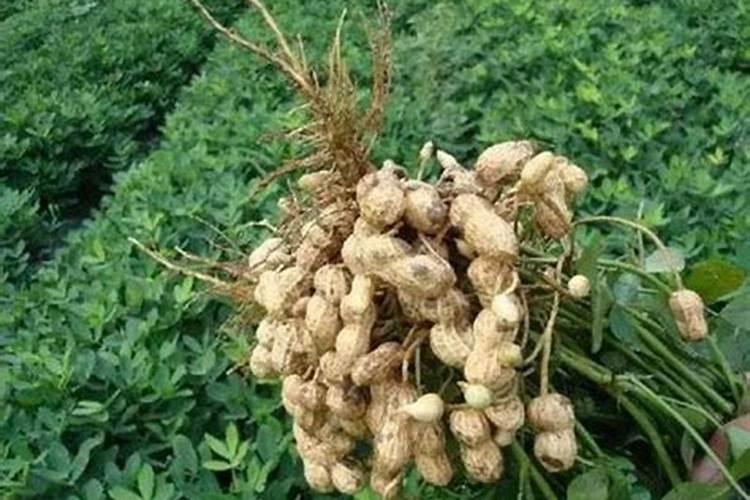 种花生用什么肥料最好最高产