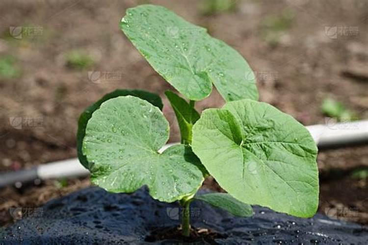 南瓜施什么肥最好