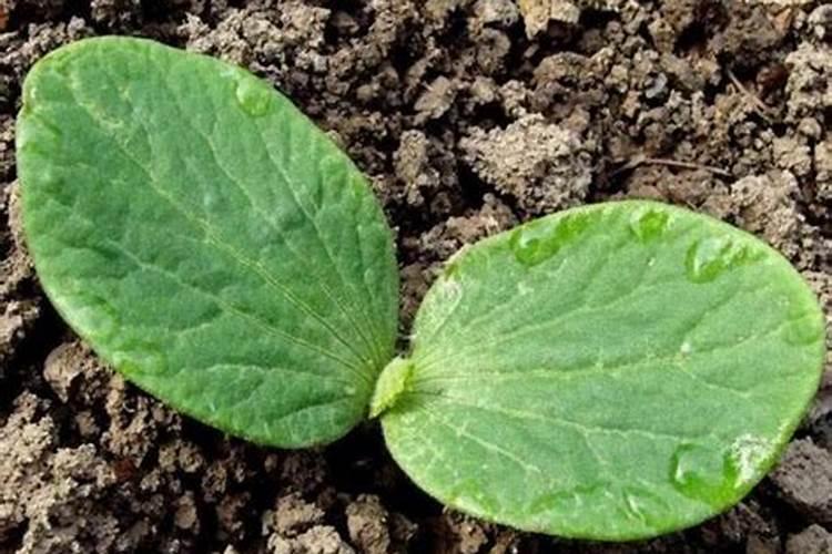 南瓜最好的肥料是什么？