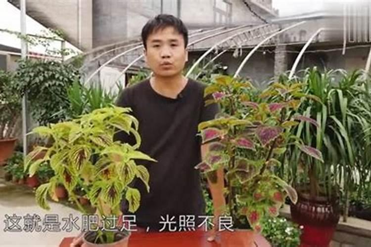 中药材生根用什么肥料好？人参根腐病用哪种肥料可以预防？