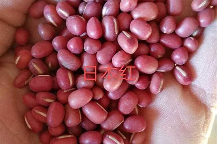 红小豆的栽培与种植方法也很重要