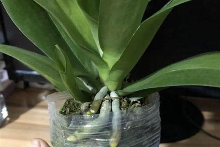 正在开花的蝴蝶兰还能施肥吗