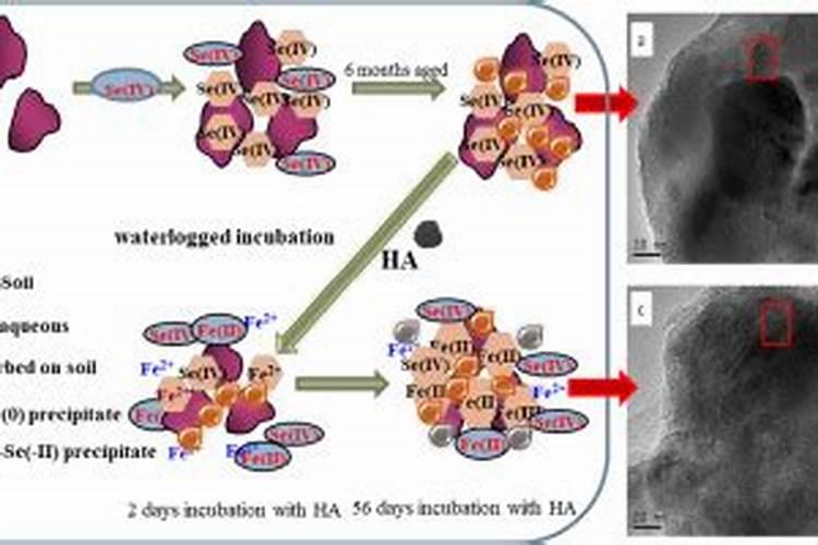 擦亮双眼,防忽悠!一篇文章彻底弄懂真假腐殖酸