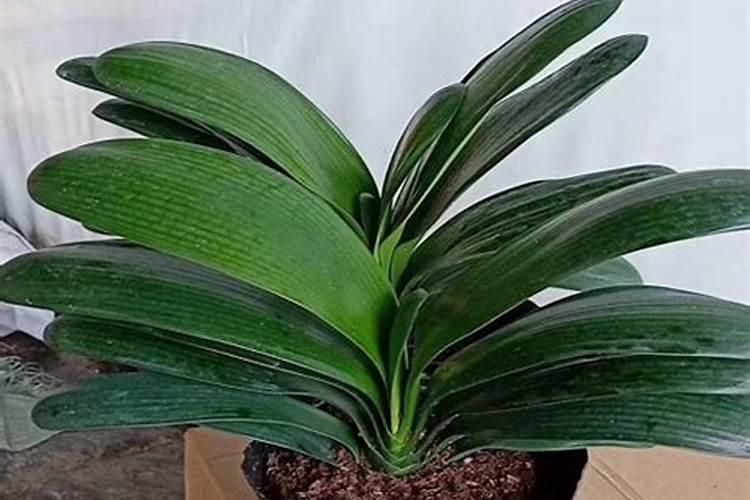 君子兰施肥氮磷钾的比例是多少