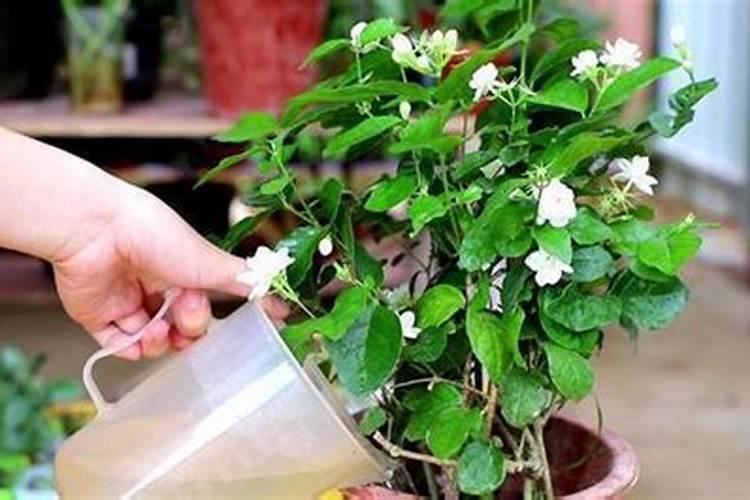 秋季如何为花木进行施肥？