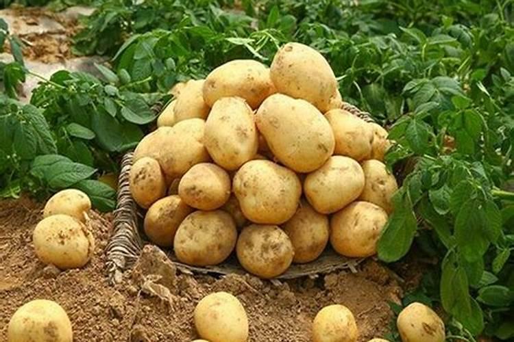 种土豆施什么底肥好？