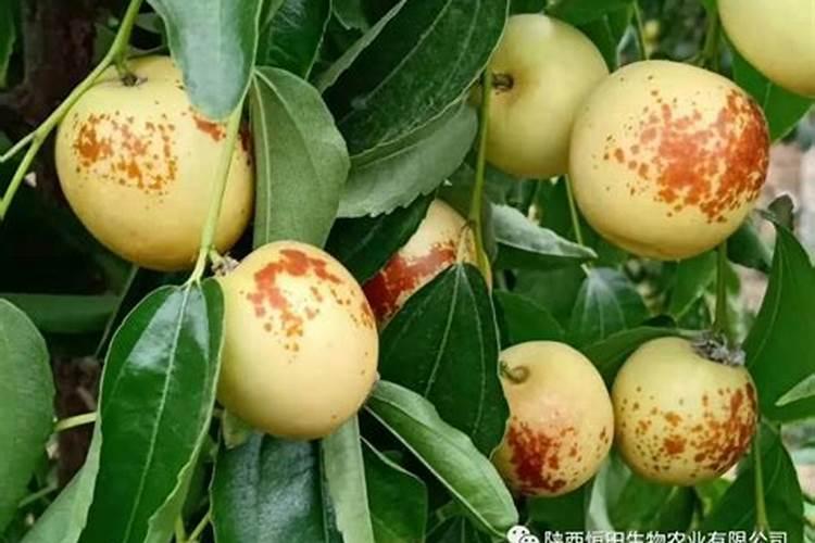 芸苔素481在冬枣树上怎么用？ 什么时间可以用？