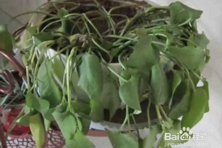 我现在种植杉树,每棵用100克钙镁磷肥做基肥,请问这样会对树苗的根系产生...