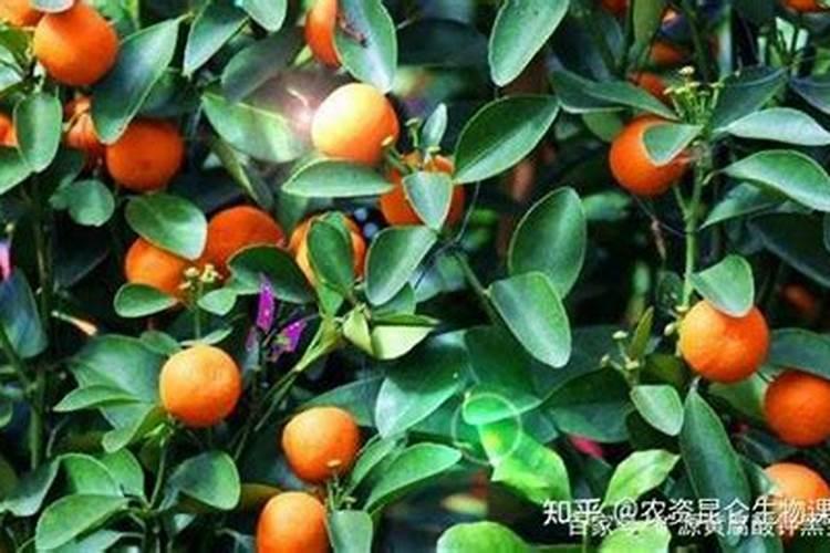 菜地表面加什么肥料好