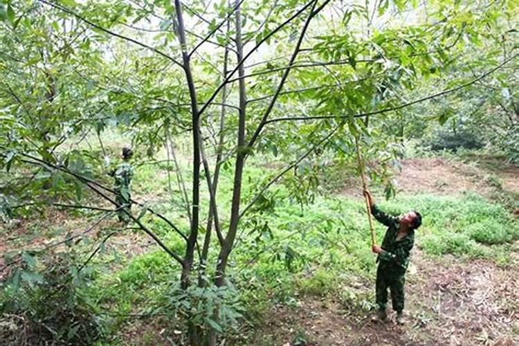核桃树什么时候施肥