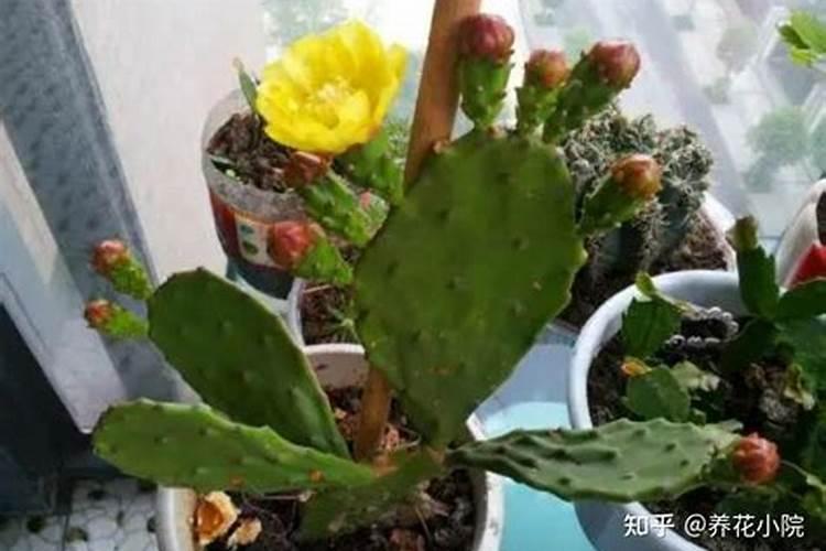 叶面肥可以夜间喷施吗