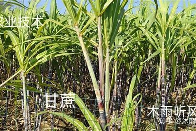 甘蔗上什么肥料甜