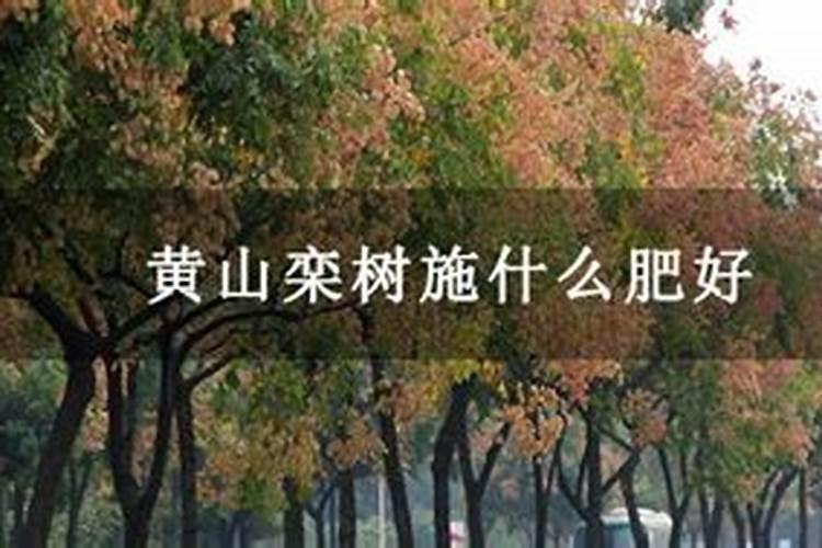 栾树的养殖方法是什么？