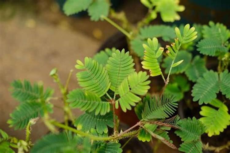 含羞草用什么肥料