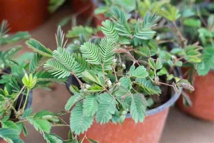 含羞草会开花吗