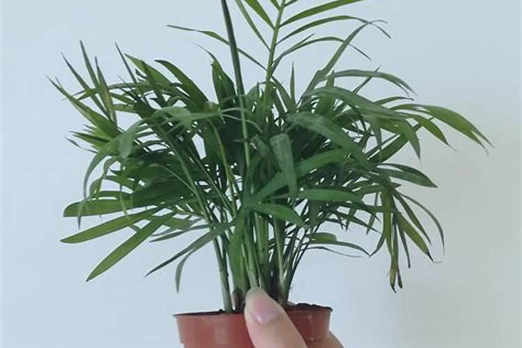 袖珍椰子浇什么肥料合适