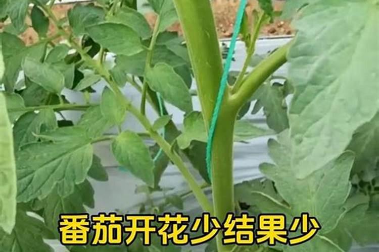 请问:扁豆为什么只开花不结荚？