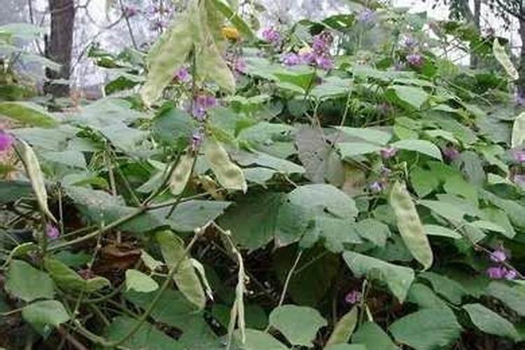 扁豆施肥方法及注意事项是什么 扁豆施肥方法及注意事项