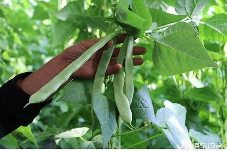 扁豆施肥方法及注意事项 扁豆施肥方法及注意事项是什么