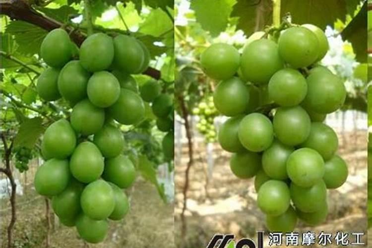 葡萄上色期使用的三种钾肥叶面肥