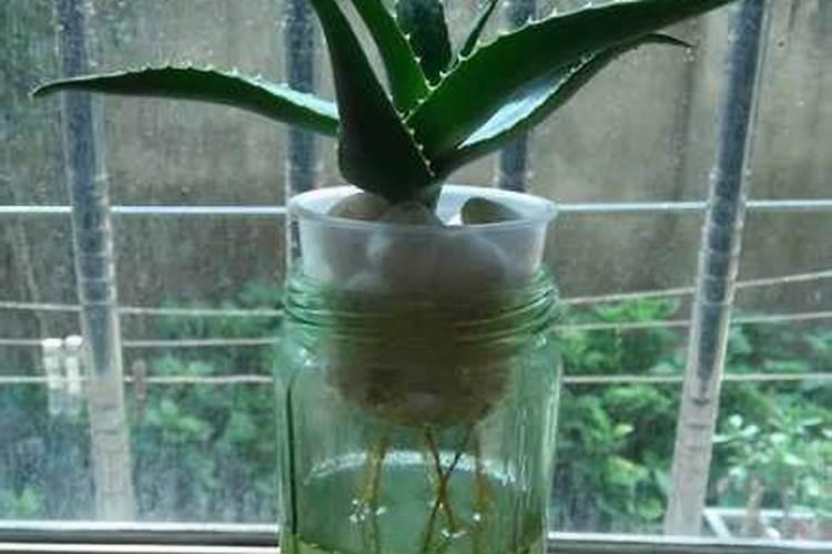 铁兰冬天能开吗,能开花需多施钾肥少氮肥