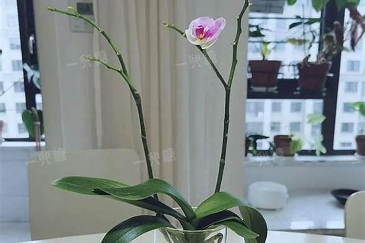 蝴蝶兰出花剑后怎样施肥 方法有哪些