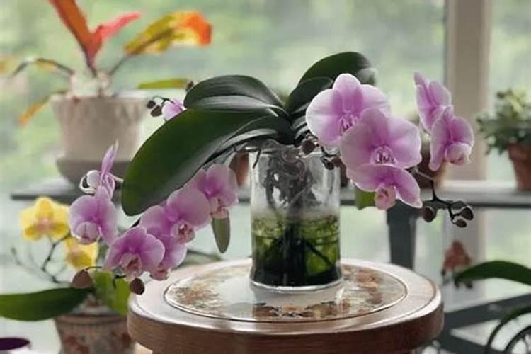 蝴蝶兰出花剑后怎样施肥